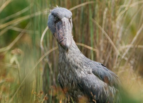 Birding in Uganda