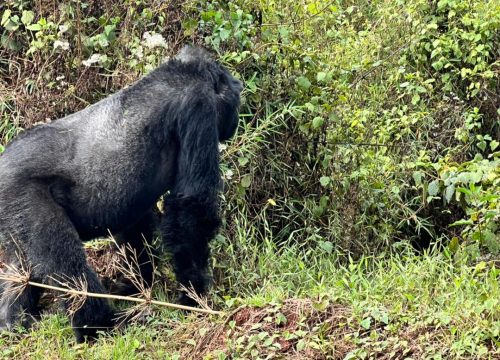 14-DAY RAINFOREST, SAVANNAH, BUSH AFRICA ADVENTURE