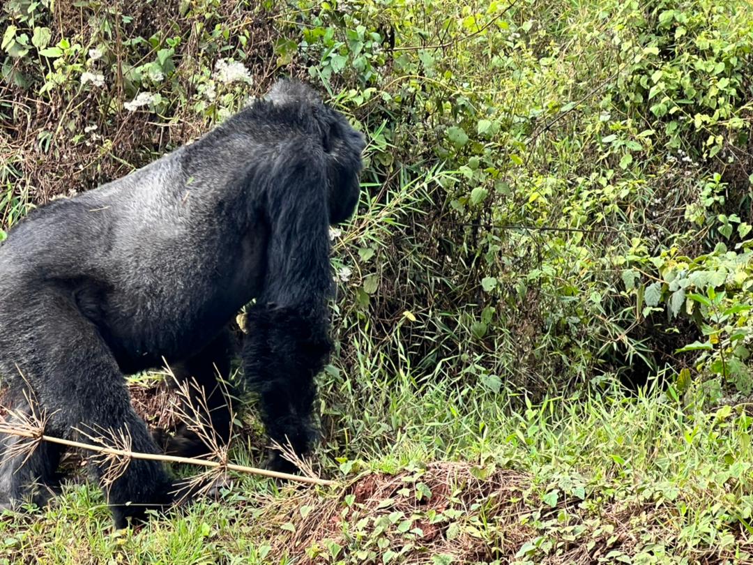 14-DAY RAINFOREST, SAVANNAH, BUSH AFRICA ADVENTURE
