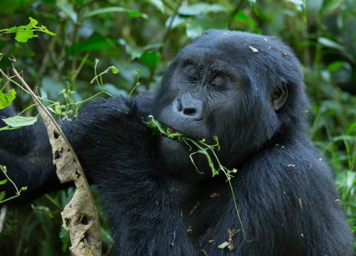 Uganda ranked as the best destination to visit in the year 2023