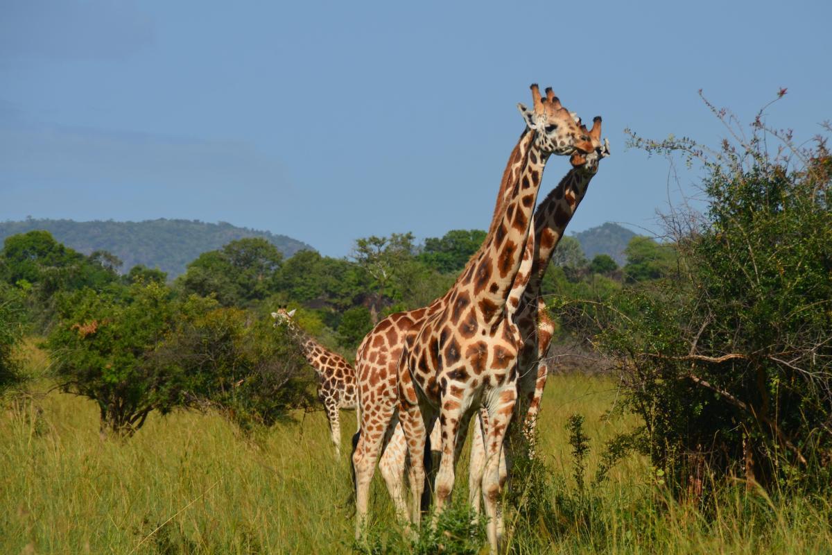 tanzania