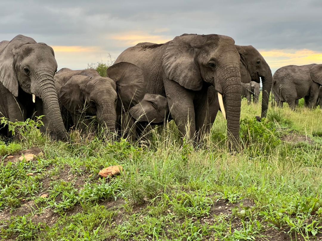 Uganda